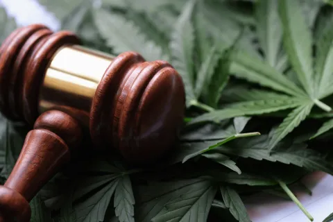 Ein Richterhammer liegt auf Cannabisblätter. © Adobe Stock, H_Ko